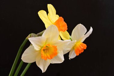 Siyah arka planda güzel nergis çiçekleri