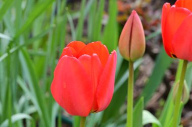bahçede büyüyen kırmızı lale