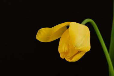 Siyah arkaplanda sarı lale çiçeğini kapat.