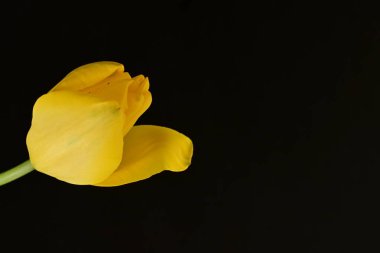 Siyah arkaplanda sarı lale çiçeğini kapat.