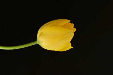 Siyah arkaplanda sarı lale çiçeğini kapat.