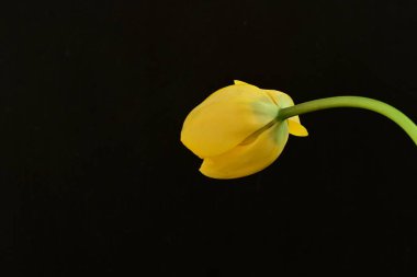 Siyah arkaplanda sarı lale çiçeğini kapat.