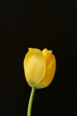 Siyah arkaplanda sarı lale çiçeğini kapat.