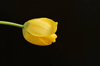 Siyah arkaplanda sarı lale çiçeğini kapat.