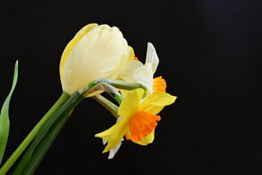 Lale ve narsist bahar çiçekleri siyah arkaplanı kapatır 