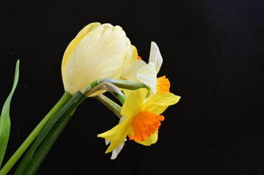 Lale ve narsist bahar çiçekleri siyah arkaplanı kapatır 