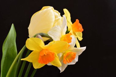 Lale ve narsist bahar çiçekleri siyah arkaplanı kapatır 