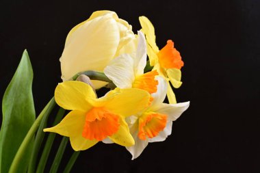 Lale ve narsist bahar çiçekleri siyah arkaplanı kapatır 