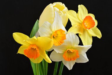 Lale ve narsist bahar çiçekleri siyah arkaplanı kapatır 