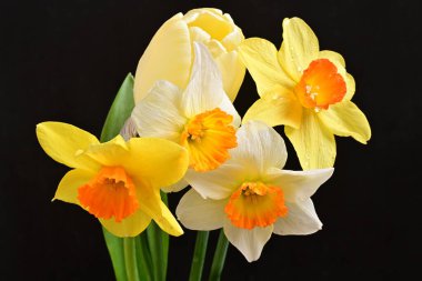 Lale ve narsist bahar çiçekleri siyah arkaplanı kapatır 