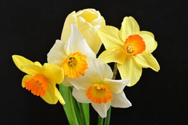 Lale ve narsist bahar çiçekleri siyah arkaplanı kapatır 