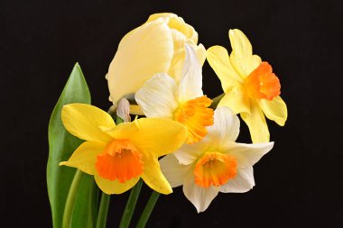 Lale ve narsist bahar çiçekleri siyah arkaplanı kapatır 