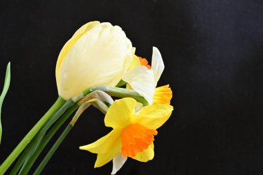 Lale ve narsist bahar çiçekleri siyah arkaplanı kapatır 