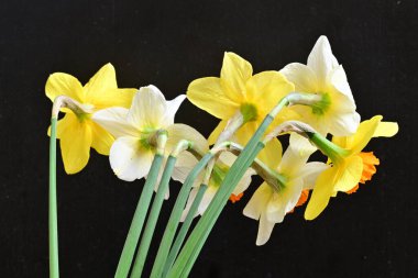 Narcissus bahar çiçekleri siyah arkaplanı kapatır 