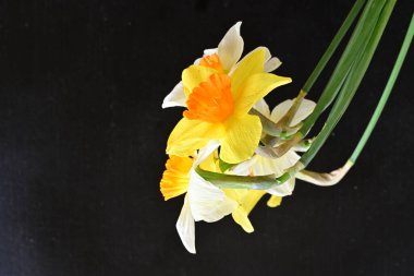 Narcissus bahar çiçekleri siyah arkaplanı kapatır 