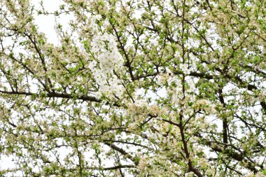 Bahçedeki ağaçta açan güzel bahar çiçekleri