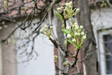Bahçedeki ağaçta açan güzel bahar çiçekleri