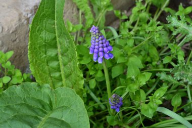 Güneşli yaz gününde bahçede yetişen güzel mor çiçekler.
