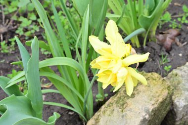 Bahçede yetişen sarı çiçekleri kapatın.