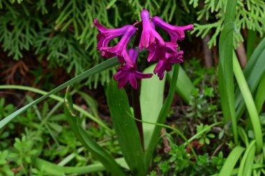 bahçede büyüyen güzel pembe çiçekler