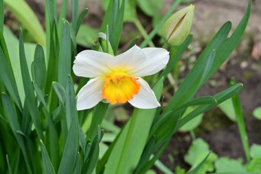 Narcissus ilkbahar çiçeği bahçeye yakın görünüm 