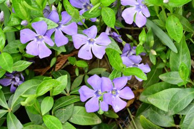 Güneşli yaz gününde bahçede yetişen güzel mor çiçekler.
