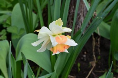 Narcissus ilkbahar çiçeği bahçeye yakın görünüm 