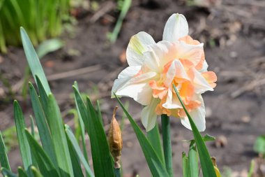 Narcissus ilkbahar çiçeği bahçeye yakın görünüm 