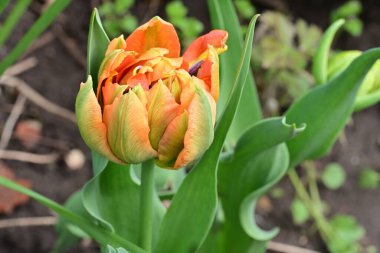 Bahçede büyüyen güzel lale