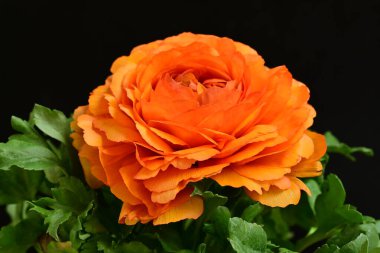 Koyu arkaplanda güzel bir gül çiçeği                        