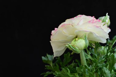 Güzel pembe ve beyaz çalılar siyah arka planda yükseldi 