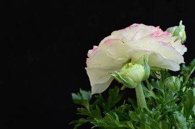 Güzel pembe ve beyaz çalılar siyah arka planda yükseldi 