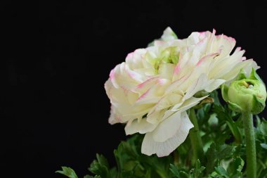 Güzel pembe ve beyaz çalılar siyah arka planda yükseldi 