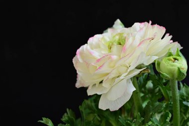 Güzel pembe ve beyaz çalılar siyah arka planda yükseldi 