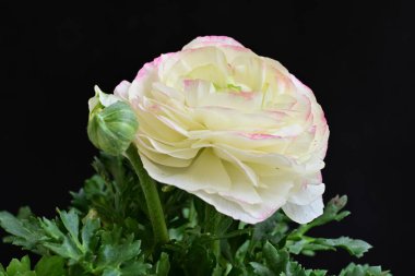 Güzel pembe ve beyaz çalılar siyah arka planda yükseldi 