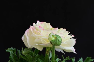 Güzel pembe ve beyaz çalılar siyah arka planda yükseldi 