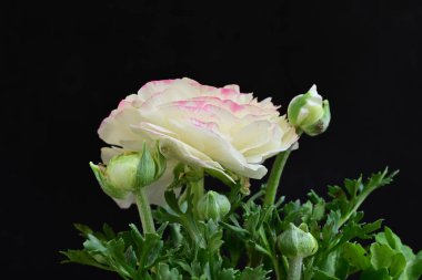 Güzel pembe ve beyaz çalılar siyah arka planda yükseldi 