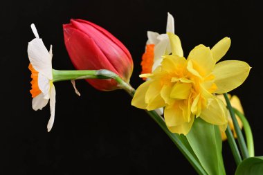 laleler ve narsisli bahar çiçekleri siyah arkaplanı kapatır 