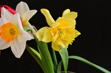 laleler ve narsisli bahar çiçekleri siyah arkaplanı kapatır 