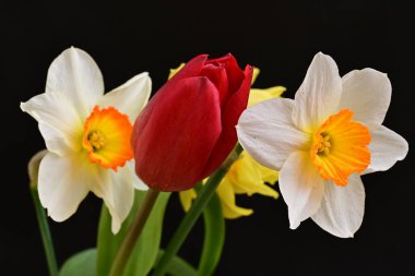 laleler ve narsisli bahar çiçekleri siyah arkaplanı kapatır 