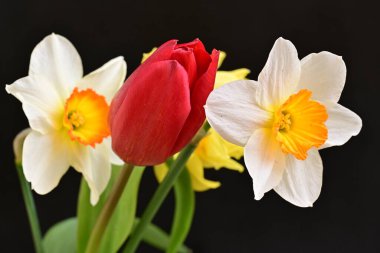 laleler ve narsisli bahar çiçekleri siyah arkaplanı kapatır 