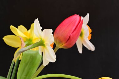 laleler ve narsisli bahar çiçekleri siyah arkaplanı kapatır 