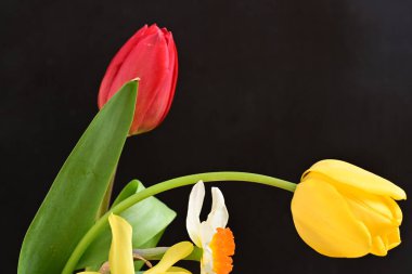 laleler ve narsisli bahar çiçekleri siyah arkaplanı kapatır 