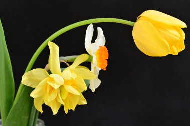 Narcissus bahar çiçekleri siyah arkaplanı kapatır 