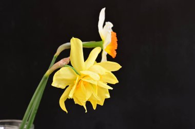 Narcissus bahar çiçekleri siyah arkaplanı kapatır 
