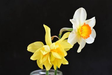 Narcissus bahar çiçekleri siyah arkaplanı kapatır 