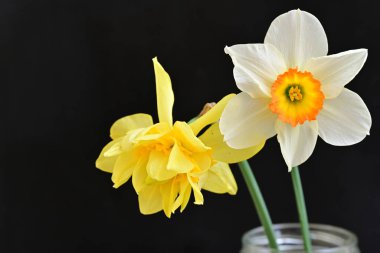 Narcissus bahar çiçekleri siyah arkaplanı kapatır 