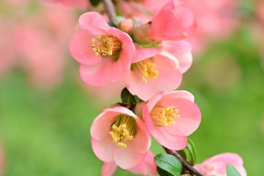Bahçedeki meyve ağacında açan güzel pembe çiçekler.