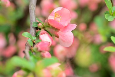 Bahçedeki meyve ağacında açan güzel pembe çiçekler.