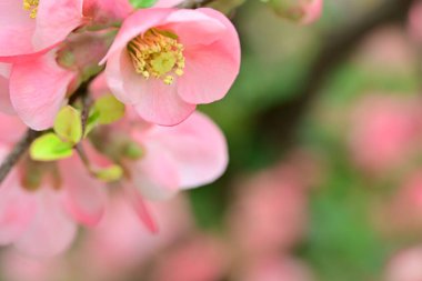 Bahçedeki meyve ağacında açan güzel pembe çiçekler.